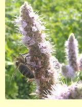 Мята длиннолистная (Mentha longifolia(L.) Huds.) Мята длиннолистная (Mentha longifolia(L.) Huds.)